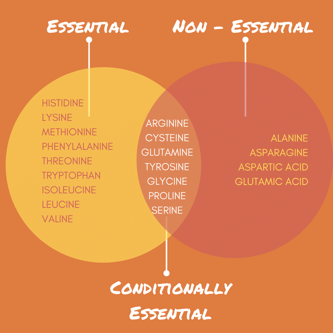 EAA’s VS BCAA’s: What's the difference?