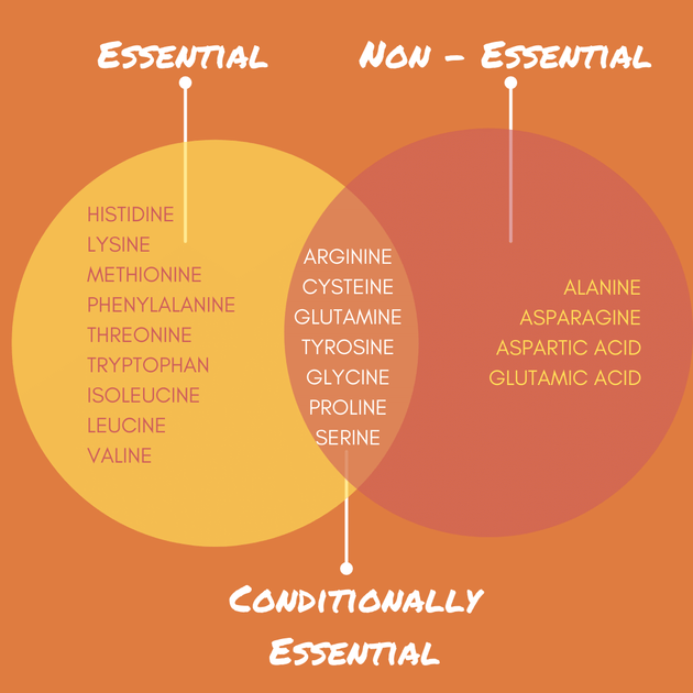 EAA’s VS BCAA’s What's the difference?